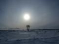Поле, дерево и солнечный шар